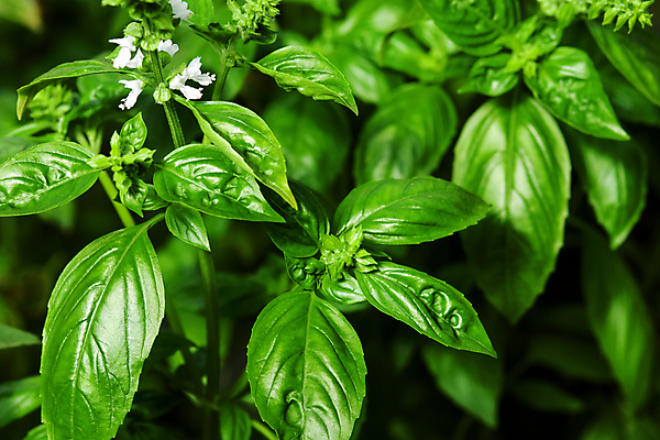 포토 JPG 해외이미지 식물 꽃 음식 잎 꽃무늬 농업 채소 자연 종류 요리 사람없음 초록색 농장 정원 성장 벚꽃 신선 개화 허브 유기농 원예 바질 내추럴 해외포토 웰빙 산업 컬러 무늬 취미 생태계 파일형식 이미지허브