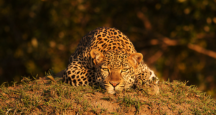 포토 JPG 해외이미지 주간 한마리 야생동물 엎드리기 사람없음 야외 아웃포커스 땅 육식동물 표범 해외포토 자연요소 동물 1 포유류 모션 촬영기법 파일형식 이미지허브