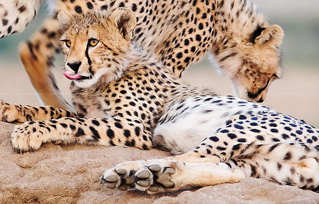 포토 JPG 해외이미지 주간 야생동물 두마리 사람없음 야외 아웃포커스 눕기 육식동물 치타 해외포토 자연요소 동물 2 포유류 모션 촬영기법 파일형식 이미지허브