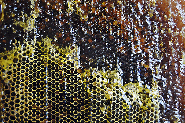 포토 JPG 해외이미지 음식 곤충 세포 건강 사탕 사람없음 약 노란색 흐름 머리빗 액체 황금 달콤 맛 떨어짐 꿀벌 벌 날것 꽃가루 부드러움 육각형 꿀 고무 벌집 내추럴 밀랍 양봉 양봉장 어려움 왁스 폴리곤 정확 해외포토 도형 동물 컬러 컨셉 의학 디저트 미용용품 감각 벌_곤충 가루 파일형식 이미지허브