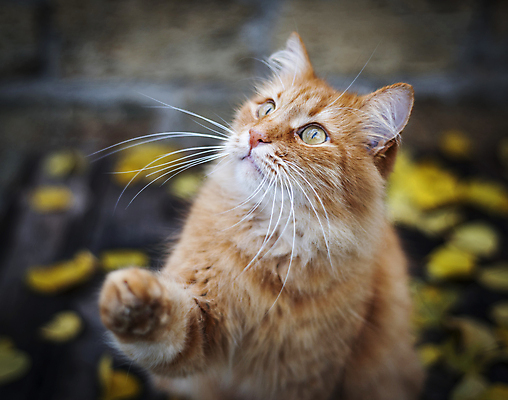포토 JPG 해외이미지 주간 한마리 응시 사람없음 야외 아웃포커스 반려동물 고양이 얼룩무늬 앞발 앞발든 해외포토 자연요소 동물 1 시선 무늬 포유류 촬영기법 파일형식 이미지허브