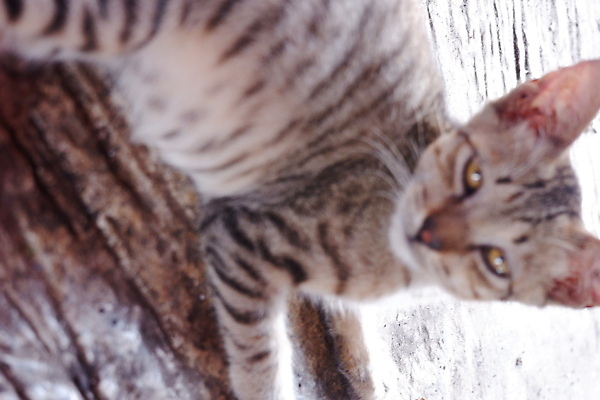 포토 JPG 해외이미지 동물 1 응시 얼굴 백그라운드 장난 포유류 자연 휴식 바닥 주택 털 앉기 사람없음 야외 반려동물 갈색 검은색 고양이 회색 흰색 작음 모피 꼬리 육식동물 얼룩무늬 솜털 혼자 해외포토 시선 컬러 컨셉 무늬 모션 건물 신체부위 크기 생태계 파일형식 이미지허브