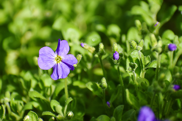 포토 JPG 해외이미지 식물 꽃 분홍색 백그라운드 꽃무늬 자연 사람없음 야외 파란색 정원 보라색 봄 활발 성장 벚꽃 신선 개화 그룹 제비꽃 원예 화단 세련 해외포토 계절 컬러 컨셉 무늬 취미 생태계 파일형식 이미지허브