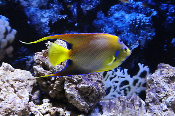 포토 JPG 해외이미지 동물 야생동물 바다 여행 백그라운드 자연 어류 동양인 사람없음 물 파란색 컬러풀 일본 검은색 수중 흰색 황금 큼 다이빙 수족관 잉어 내추럴 이국적 해외포토 자연요소 아시아 컬러 인종 수영 수중동물 크기 생태계 수중스포츠 파일형식 이미지허브