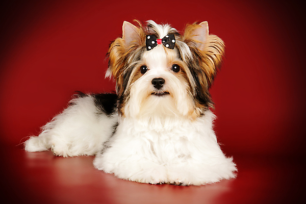 포토 JPG 해외이미지 동물 1 행복 새끼 백그라운드 새로움 털 사람없음 빨간색 반려동물 귀여움 검은색 거울 흰색 개 달콤 강아지 작음 요크셔테리어 테리어 활 솜털 송곳니 기르기 비버 삼색 해외포토 감정 컬러 컨셉 포유류 맛 치아 크기 돌봄 파일형식 이미지허브