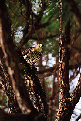 포토 JPG 해외이미지 야생동물 청소년 자연 조류 사람없음 먹기 사냥 육식동물 플로리다 해외포토 동물 모션 사람 미국 생태계 파일형식 이미지허브