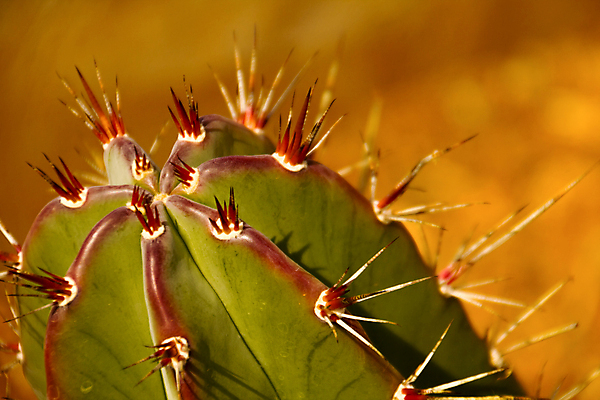 포토 JPG 해외이미지 식물 꽃무늬 자연 선인장 건조 사람없음 초록색 여름 사막 성장 신선 가시 닫기 묘사 날카로움 스파이크 내추럴 고립 이국적 해외포토 계절 꽃 컬러 무늬 모션 생태계 파일형식 이미지허브