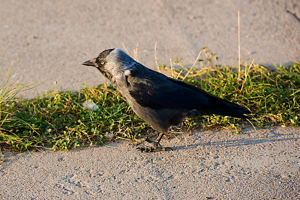 포토 JPG 해외이미지 동물 1 응시 공원 야생동물 백그라운드 날개 자연 조류 서기 잔디 사람없음 야외 초록색 머리 검은색 회색 생물학 부리 내추럴 동물상 해외포토 식물 시선 공공시설 교육 컬러 모션 신체부위 조형물 생태계 파일형식 이미지허브