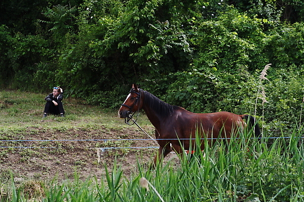 포토 JPG 해외이미지 나무 식물 동물 행복 얼굴 백그라운드 밭 인터넷 비즈니스 포유류 서기 사람 사람없음 야외 초록색 갈색 그룹 소 승차 숲 방목 책상 언덕 경영자 먼지 고립 해외포토 감정 컬러 가구 농업 모션 신체부위 축산업 리더 파일형식 이미지허브