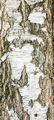 포토 JPG 해외이미지 나무 식물 자연 벽지 표면 추상 사람없음 야외 목재 검은색 흰색 거친 숲 묘사 유기농 질감 모자이크 나무껍질 자작나무 내추럴 해외포토 웰빙 컬러 무늬 재료 껍질 생태계 파일형식 이미지허브