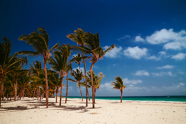포토 JPG 해외이미지 나무 구름 모래 파도 바다 섬 여행 백그라운드 자연 하늘 휴가 휴식 파노라마 손바닥 풍경 사람없음 야외 물 여름 파란색 햇빛 태양 맑음 흰색 만 뜨거움 휴양지 코코넛 석호 몰디브 도미니카공화국 이국적 파라다이스 해외포토 자연요소 식물 손 계절 아시아 컬러 컨셉 과일 날씨 촬영기법 장소 남아메리카 생태계 파일형식 이미지허브