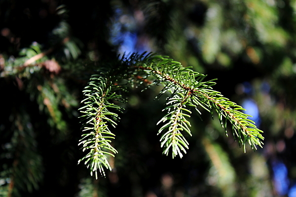 포토 JPG 해외이미지 나무 잎 자연 사람없음 야외 초록색 소나무 닫기 해외포토 식물 컬러 모션 생태계 파일형식 이미지허브