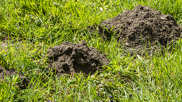 포토 JPG 해외이미지 지구 선 자연 사람없음 초록색 모임 신선 언덕 흙더미 땅바닥 해외포토 컬러 바닥 흙 생태계 파일형식 더미 이미지허브