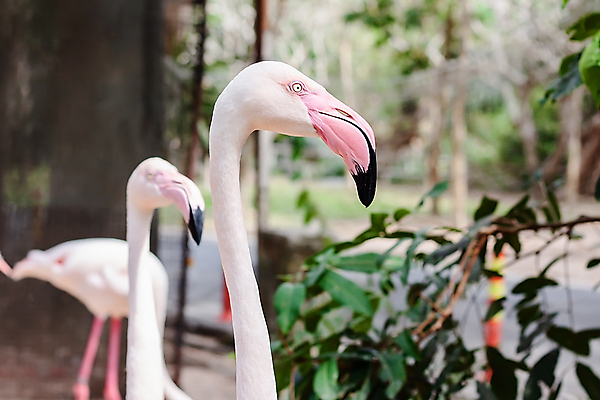 포토 JPG 해외이미지 동물 라이프스타일 야생동물 분홍색 백그라운드 날개 아프리카 자연 조류 생물 서기 사람없음 야외 빨간색 여름 컬러풀 머리 걷기 환경 흰색 그룹 황무지 우아함 플라밍고 깃털 만족 부리 장면 목 내추럴 동물상 이국적 해외포토 계절 감정 나라 컬러 컨셉 모션 생활 신체부위 조형물 생태계 파일형식 이미지허브