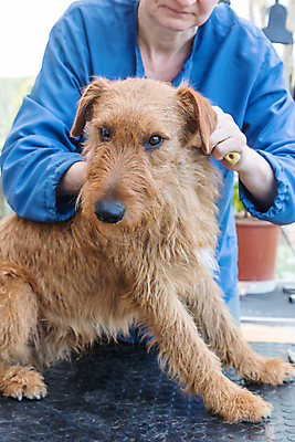 포토 JPG 해외이미지 실내 한명 성인 앞모습 반려동물 개 테리어 돌봄 애견미용 성인한명만 해외포토 동물 1 뷰포인트 포유류 모션 사람 내부 뷰티 성인만 파일형식 이미지허브