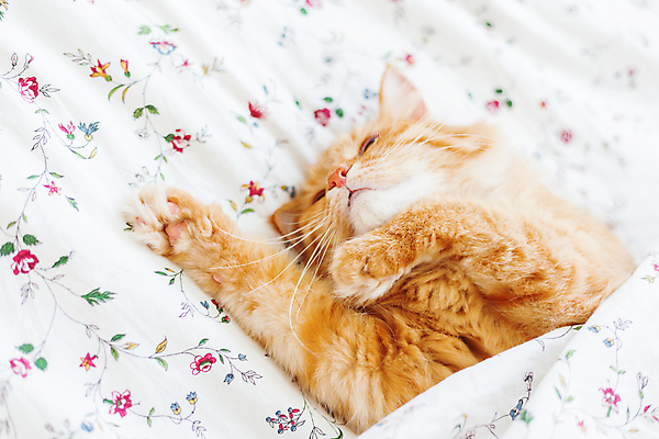 포토 JPG 해외이미지 한마리 실내 사람없음 반려동물 햇빛 고양이 이불 침대 반려묘 안락 해외포토 동물 1 가구 컨셉 포유류 침구 내부 태양 파일형식 이미지허브