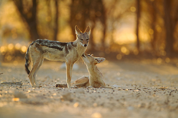 포토 JPG 해외이미지 동물 1 응시 야생동물 포유류 아프리카 자연 털 국립공원 서기 성인 사람없음 환경 검은색 힘 관찰 황무지 개 사파리 손목시계 싱글 사냥 육식동물 사냥꾼 멸종 케냐 서식지 내추럴 나미비아 보츠와나 해외포토 직업 시선 공원 나라 시계 컬러 장신구 모션 사람 생태계 남아프리카 파일형식 이미지허브