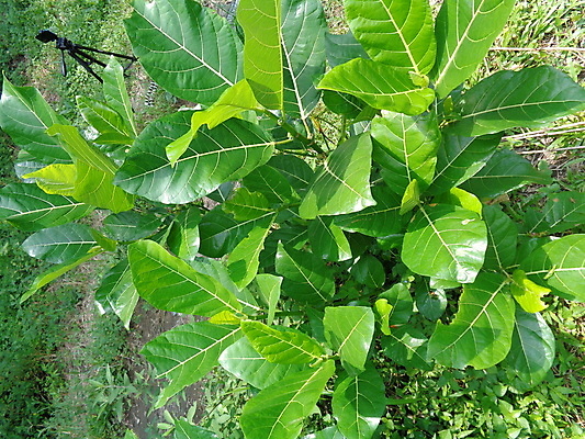 포토 JPG 해외이미지 나무 식물 공원 꽃 백그라운드 잎 꽃무늬 밭 농업 과일 자연 건강 사람없음 야외 초록색 컬러풀 농장 환경 정원 보라색 봄 성장 벚꽃 신선 얼룩 대만 유기농 질감 내추럴 해외포토 웰빙 계절 공공시설 산업 아시아 컬러 무늬 생태계 파일형식 이미지허브