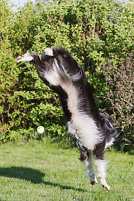 포토 JPG 해외이미지 동물 1 응시 공 포유류 털 사람없음 야외 초록색 반려동물 장난감 노란색 검은색 흰색 양치기 개 보호 작음 큼 자르기 코 보안 주둥이 송곳니 기르기 신앙심 유래 해외포토 직업 시선 컬러 컨셉 모션 안전 신체부위 치아 크기 돌봄 파일형식 이미지허브