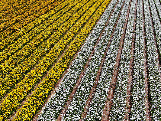 포토 JPG 해외이미지 식물 계절 꽃잎 꽃 분홍색 백그라운드 꽃무늬 밭 농업 오렌지 비즈니스 자연 노동자 풍경 사람없음 빨간색 초록색 여름 컬러풀 농장 노란색 여행객 정원 미국 봄 벚꽃 시골 언덕 캘리포니아 양귀비 조감도 해외포토 직업 산업 컬러 북아메리카 무늬 과일 사람 생태계 파일형식 이미지허브