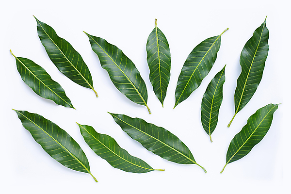 포토 JPG 해외이미지 잎 실내 사람없음 여러개 흰배경 해외포토 식물 다수 백그라운드 내부 흰색 파일형식 이미지허브