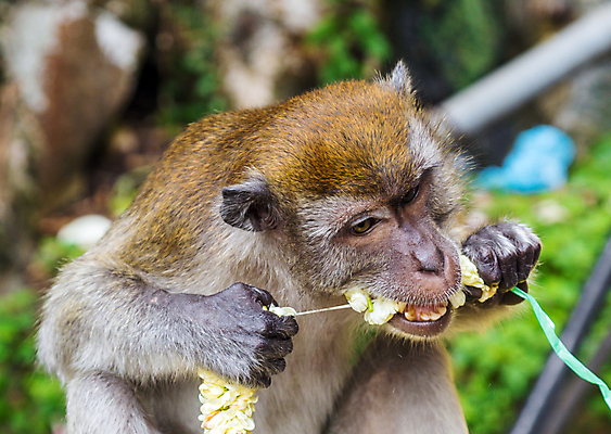 포토 JPG 해외이미지 동물 1 공원 남자 아시아 얼굴 야생동물 백그라운드 컨셉 포유류 태국 자연 털 앉기 동양인 사람없음 야외 갈색 머리 원숭이 유머 숲 먹기 내추럴 동물상 해외포토 공공시설 감정 나라 컬러 모션 사람 인종 신체부위 조형물 생태계 파일형식 이미지허브