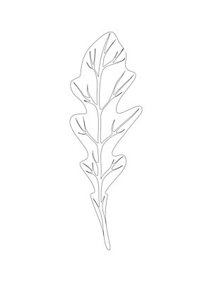 EPS 해외이미지 식물 손 디자인 선 음식 백그라운드 잎 농업 다이어트 채소 일러스트 재료 자연 건강 요리 미술 그래픽 초록색 세트 주방 정원 검은색 샐러드 로켓 흰색 신선 양념 시장 허브 심볼 향신료 오브젝트 그림 유기농 날것 윤곽 판화 내추럴 고립 루꼴라 엘리먼트 채식주의자 해외일러스트 웰빙 산업 컬러 문화예술 신체부위 생태계 채식 향미료 파일형식 벡터 이미지허브