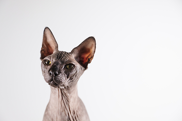 포토 JPG 해외이미지 한마리 응시 실내 사람없음 반려동물 귀여움 고양이 흰배경 스핑크스고양이 반려묘 해외포토 동물 1 시선 백그라운드 컨셉 포유류 내부 흰색 파일형식 이미지허브