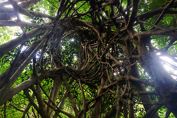 포토 JPG 해외이미지 나무 식물 공원 음식 백그라운드 잎 패턴 농업 채소 데이트 자연 건강 요리 풍경 사람없음 야외 목재 초록색 약 새싹 환경 정원 검은색 하이킹 수확 성장 나뭇가지 신선 숲 묘사 유기농 질감 벨리즈 뿌리 포도나무 내추럴 옛날 해외포토 웰빙 공공시설 산업 컬러 무늬 재료 의학 레저 중앙아메리카 과일나무 생태계 파일형식 이미지허브