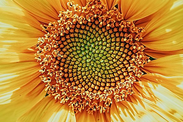 포토 JPG 해외이미지 식물 계절 꽃잎 꽃 백그라운드 꽃무늬 패턴 밭 농업 자연 해바라기 나선형 건강 씨앗 사람없음 여름 컬러풀 태양 노란색 환경 정원 맑음 봄 성장 벚꽃 흰색 시골 황금 닫기 정상 묘사 내추럴 해외포토 자연요소 산업 컬러 무늬 모션 날씨 생태계 파일형식 이미지허브