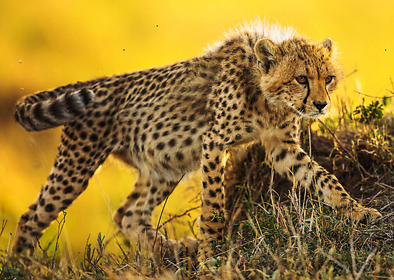 포토 JPG 해외이미지 야생동물 여행 사람없음 해외포토 동물 파일형식 이미지허브