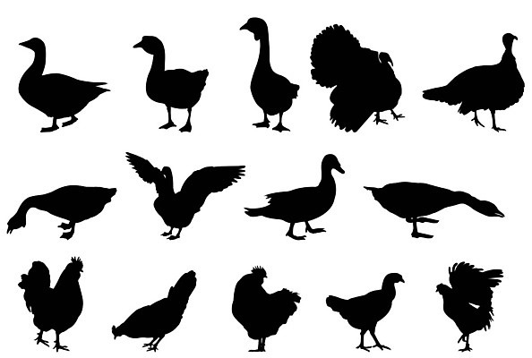 EPS 해외이미지 동물 실루엣 일러스트 자연 조류 오리 그래픽 세트 농장 치킨 수집 깃털 윤곽 거위 칠면조 수탉 암탉 엘리먼트 해외일러스트 농업 촬영기법 닭 암컷 수컷 생태계 닭고기요리 파일형식 벡터 이미지허브