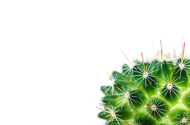 포토 JPG 해외이미지 선인장 실내 근접촬영 사람없음 가시 흰배경 날카로움 해외포토 식물 뷰포인트 백그라운드 내부 흰색 파일형식 이미지허브