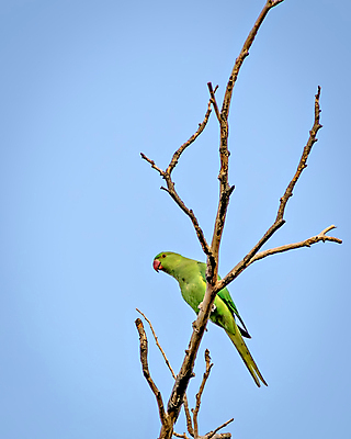 포토 JPG 해외이미지 나무 동물 백그라운드 날개 자연 조류 하늘 사람없음 야외 빨간색 초록색 파란색 컬러풀 머리 벚꽃 나뭇가지 콜롬비아 인도인 깃털 부리 앵무새 스파이크 동물상 이국적 잉꼬 해외포토 외국인 식물 꽃 컬러 동양인 신체부위 조형물 남아메리카 생태계 파일형식 이미지허브