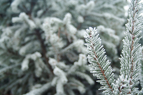 포토 JPG 해외이미지 나무 식물 계절 백그라운드 크리스마스 겨울 자연 하늘 날씨 휴가 새로움 풍경 사람없음 야외 목재 초록색 냉동 얼음 추위 흰색 나뭇가지 눈송이 닫기 숲 12월 크리스탈 연도 묘사 서리 장면 상록수 침엽수 전나무 1월 내추럴 2월 눈내림 가문비나무 해외포토 자연요소 기념일 컬러 컨셉 재료 모션 눈_날씨 날짜 광석 생태계 파일형식 이미지허브