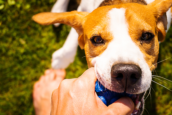 포토 JPG 해외이미지 손 밧줄 백그라운드 공 포유류 자연 놀이 사람없음 야외 반려동물 장난감 정원 검은색 당기기 닫기 개 치아 결심 코 비글 송곳니 투쟁 해외포토 동물 줄 컬러 컨셉 모션 신체부위 소화기관 생태계 파일형식 이미지허브
