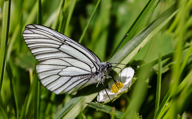 포토 JPG 해외이미지 식물 동물 꽃잎 꽃 야생동물 음식 줄기 분홍색 나비 곤충 백그라운드 날개 발 자연 하늘 안테나 풍경 사람없음 야외 초록색 여름 파란색 컬러풀 노란색 마을 정원 줄무늬 흰색 수집 양배추 아로마 꿀 내추럴 해외포토 계절 컬러 무늬 채소 통신 신체부위 생태계 파일형식 이미지허브