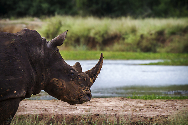 포토 JPG 해외이미지 동물 야생동물 포유류 아프리카 자연 뿔 국립공원 사람없음 가로 머리 황무지 보호 사파리 코뿔소 서식지 남아프리카 보호구역 왕국 해외포토 멸종위기종 공원 나라 컨셉 신체부위 생태계 구역 파일형식 이미지허브