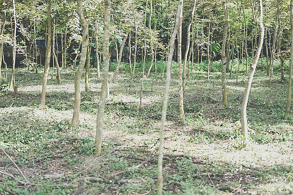 포토 JPG 해외이미지 나무 식물 공원 자연 사람없음 목재 농경지 정원 성장 나뭇가지 숲 내추럴 해외포토 공공시설 재료 농장 생태계 파일형식 이미지허브