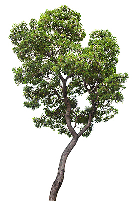 포토 JPG 해외이미지 나무 식물 계절 줄기 백그라운드 낙엽 잎 자연 사람없음 야외 목재 초록색 환경 정원 봄 성장 덮개 흰색 나뭇가지 고독 숲 큼 자르기 수집 심볼 오브젝트 싱글 에코 나무껍질 내추럴 고립 생태학 옛날 그리너리 해외포토 교육 감정 컬러 재료 모션 뚜껑 껍질 크기 생태계 파일형식 트랜드컬러 이미지허브