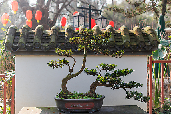 포토 JPG 해외이미지 모양 나무 식물 전통 디자인 아시아 문화 화초 선 벽 잎 자연 탁자 미술 동양인 취미 사람없음 목재 장식 빨간색 초록색 햇빛 정원 중국 미니어처 성장 바위 흰색 나뭇가지 소나무 냄비 작음 원예 뿌리 상록수 분재 미니 옛날 해외포토 나라 컬러 가구 재료 문화예술 인종 태양 모형 돌_바위 솥 크기 생태계 파일형식 이미지허브