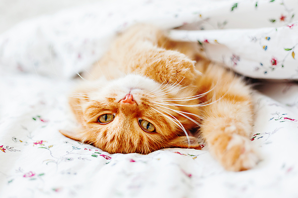 포토 JPG 해외이미지 한마리 실내 사람없음 반려동물 햇빛 고양이 이불 침대 반려묘 안락 해외포토 동물 1 가구 컨셉 포유류 침구 내부 태양 파일형식 이미지허브