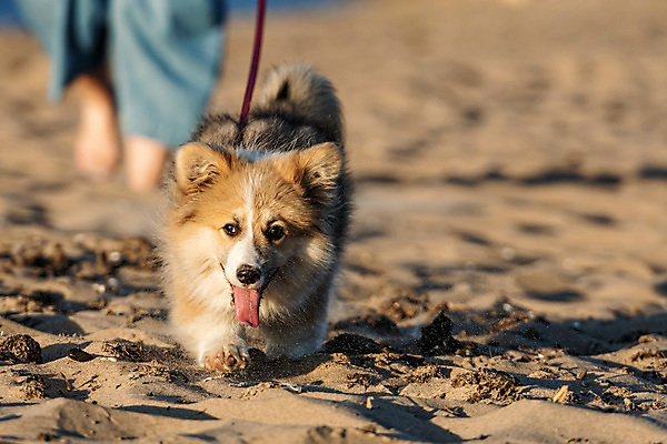 포토 JPG 해외이미지 동물 1 행복 모래 바다 장난 포유류 놀이 털 사람없음 야외 빨간색 반려동물 달리기 태양 갈색 귀여움 점프 일몰 기쁨 양치기 개 강아지 저녁 솜털 송곳니 기르기 유래 해외포토 자연요소 직업 감정 컬러 컨셉 모션 노을 치아 야간 돌봄 파일형식 이미지허브