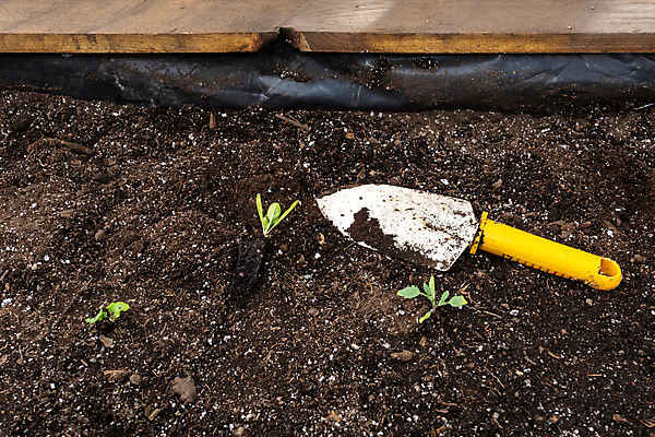 포토 JPG 해외이미지 식물 백인 꽃 행복 화분 잎 토마토 채소 자연 엄마 주택 함께함 실내 사람없음 목재 초록색 여름 환경 정원 성장 공구 삽 원예 호스 국산 개발 돌봄 모종 심기 해외포토 서양인 나무 계절 감정 컬러 컨셉 재료 가족 모션 취미 내부 건물 도구 생태계 파일형식 이미지허브