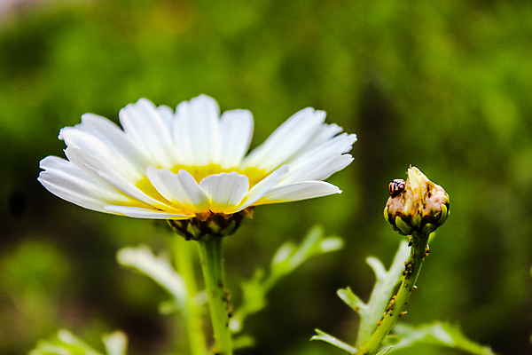 포토 JPG 해외이미지 식물 디자인 계절 꽃 분홍색 꽃다발 결혼 백그라운드 잎 꽃무늬 패턴 일러스트 자연 벽지 수채화 프레임 미술 사람없음 그래픽 장식 초록색 여름 세트 컬러풀 장미 유행 정원 화환 봄 수확 벚꽃 흰색 나뭇가지 축하 신용카드 수집 그림 초대 손그림 내추럴 고립 이국적 스타일 해외포토 나무 컬러 컨셉 무늬 농업 문화예술 이벤트 금융 생태계 파일형식 이미지허브