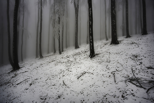 포토 JPG 해외이미지 주간 나무 계절 공원 백그라운드 겨울 자연 아침 흑백 풍경 사람없음 야외 가로 빛 냉동 추위 안개 백발 흰색 나뭇가지 시골 숲 시원함 12월 서리 장면 1월 내추럴 뿌연 삼림지대 눈내림 해외포토 자연요소 식물 헤어스타일 공공시설 컬러 날씨 눈_날씨 촬영기법 날짜 생태계 파일형식 이미지허브