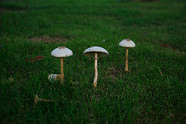 포토 JPG 해외이미지 주간 자연 근접촬영 잔디 사람없음 야외 버섯 숲속 해외포토 자연요소 식물 뷰포인트 숲 생태계 파일형식 이미지허브