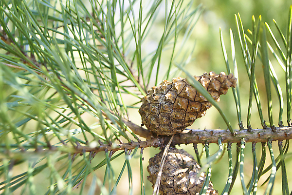 포토 JPG 해외이미지 모양 나무 식물 계절 여자 백그라운드 잎 크리스마스 2 자연 하늘 매달리기 씨앗 사람없음 야외 장식 초록색 파란색 봄 성장 나뭇가지 신선 소나무 숲 묘사 질감 상록수 침엽수 원뿔 내추럴 해외포토 도형 기념일 컬러 모션 사람 생태계 파일형식 이미지허브