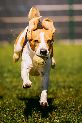 포토 JPG 해외이미지 동물 1 응시 행복 얼굴 공 포유류 모션 자연 놀이 건강 잔디 사람없음 야외 초록색 반려동물 달리기 태양 갈색 정원 점프 흰색 개 작음 스마트 속도 비글 송곳니 기르기 뒤뜰 지능 해외포토 자연요소 식물 시선 감정 컬러 컨셉 신체부위 치아 크기 생태계 돌봄 파일형식 이미지허브
