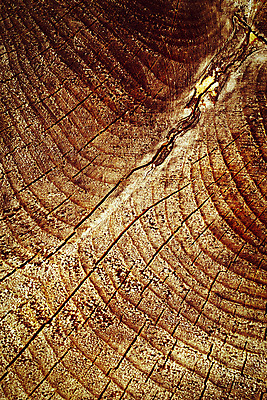 포토 JPG 해외이미지 디자인 선 벽 백그라운드 패턴 자연 벽지 표면 추상 사람없음 목재 장식 빛 갈색 어둠 수확 소나무 널 묘사 질감 잡동사니 내추럴 수목 옛날 진짜 해외포토 나무 컬러 무늬 농업 재료 생태계 파일형식 이미지허브